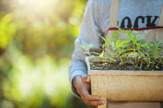 Where Is Hemp Sourced for CBD in the United States?