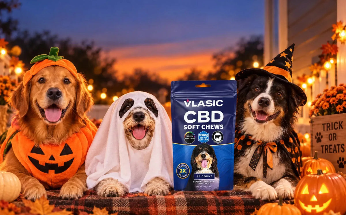 Three dogs in Halloween costumes beside a bag of Vlasic CBD Soft Chews